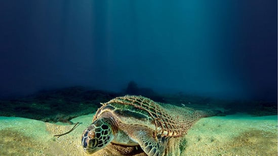 drowned turtle caught in ghost nets