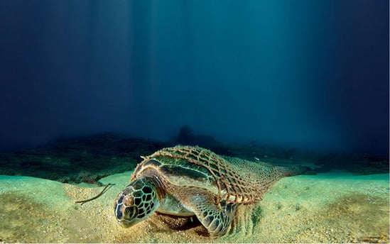 drowned turtle caught in ghost nets